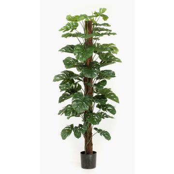 Artificial Philodendron Monstera Deliciosa LASO, 6ft/180cm