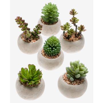 Artificial succulents CAMBELA in concrete pot, 6 pieces, coloured, Ø2.6"/6,5cm