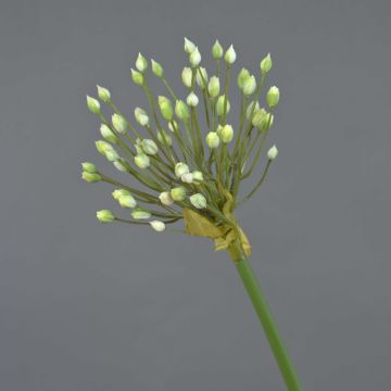 Artificial ornamental leek KATYNA, cream, 28"/70cm