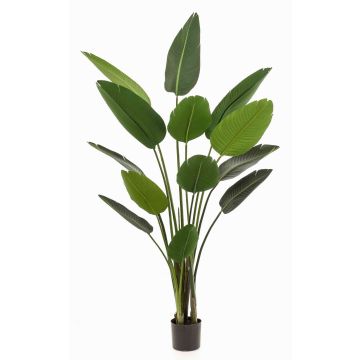 Artificial plant Strelitzia PAVLOVA, green, 6ft/190cm