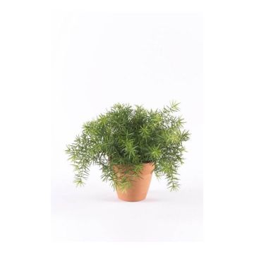 Artificial asparagus sprengeri MONET in terracotta pot, 8"/20cm