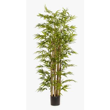 Artificial bamboo HIKITO, real stems, 6ft/175cm Artificial bamboo HIKITO, real stems, 6ft/175cm