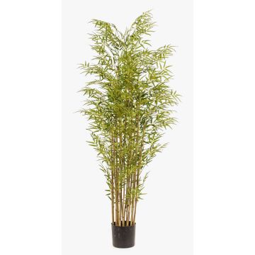 Plastic bamboo SATOKO, real stems, 6ft/180cm