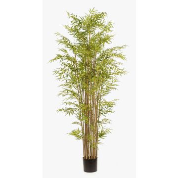 Plastic bamboo SATOKO, real stems, 7ft/210cm