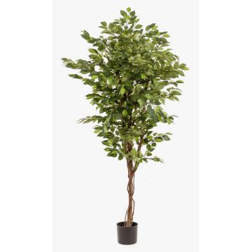 Artificial Ficus Benjamina BARTOLO, real stem, green, 6ft/170cm