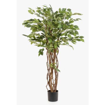 Plastic Ficus Benjamina CARLOH, real stems, green, 5ft/140cm Plastic Ficus Benjamina CARLOH, real stems, green, 5ft/140cm