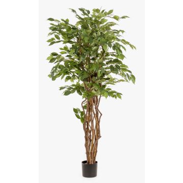 Plastic Ficus Benjamina CARLOH, real stems, green, 6ft/170cm