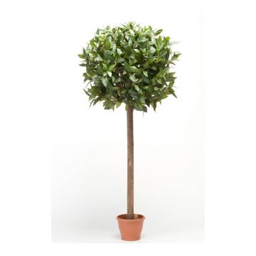 Artificial laurel ball DRODY, real stem, fruits, 5ft/150cm Artificial laurel ball DRODY, real stem, fruits, 5ft/150cm