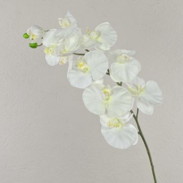 Plastic Phalaenopsis orchid spray ANAT, cream, 3ft/100cm