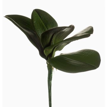 Artificial phalaenopsis leaves NIUT, spike, green, 10"/25cm