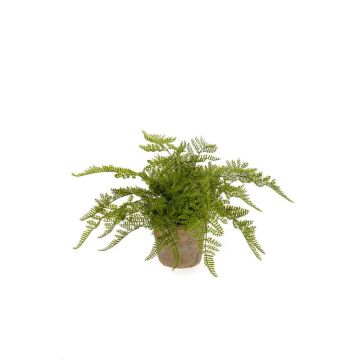 Artificial lady fern MELLEA in terracotta pot, green, 10"/25cm Artificial lady fern MELLEA in terracotta pot, green, 10"/25cm