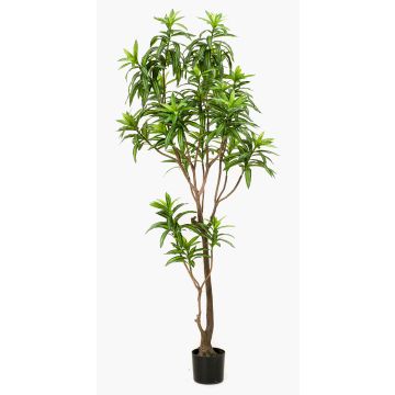 Artificial tree Dracaena OSAKA, green, 6ft/190cm