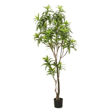 Artificial tree Dracaena OSAKA, green, 6ft/190cm Artificial tree Dracaena OSAKA, green, 6ft/190cm