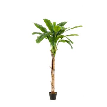 Artificial banana tree BAGHEERA, 6ft/180cm Artificial banana tree BAGHEERA, 6ft/180cm