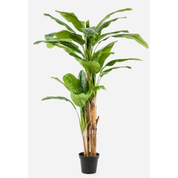 Artificial banana tree BAGHEERA, trio, 7ft/210cm Artificial banana tree BAGHEERA, trio, 7ft/210cm