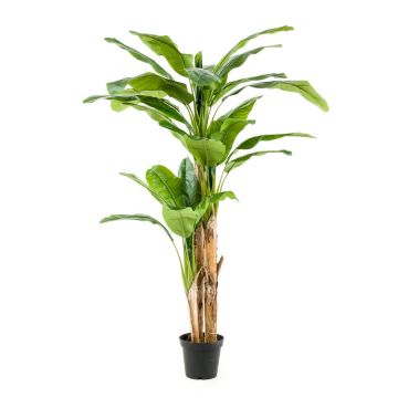 Artificial banana tree BAGHEERA, trio, 7ft/210cm Artificial banana tree BAGHEERA, trio, 7ft/210cm