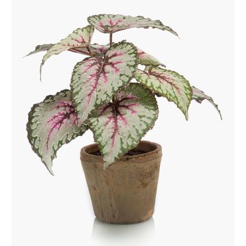 Artificial begonia rex MEIRA in terracotta pot, green-light pink, 10"/25cm