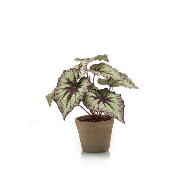 Artificial begonia rex MEIRA in terracotta pot, green-violet, 10"/25cm Artificial begonia rex MEIRA in terracotta pot, green-violet, 10"/25cm