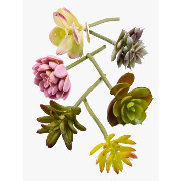 Artificial succulents JADON, spike, 6 pieces, colourful, 5.1"/13cm, Ø2"/5cm Artificial succulents JADON, spike, 6 pieces, colourful, 5.1"/13cm, Ø2"/5cm