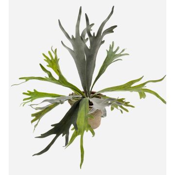 Artificial staghorn fern MARLEY in terracotta pot, green, Ø20"/50cm Artificial staghorn fern MARLEY in terracotta pot, green, Ø20"/50cm