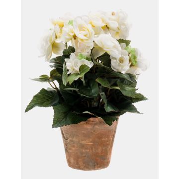 Artificial begonia DOBRADA in terracotta pot, cream, 10"/25cm Artificial begonia DOBRADA in terracotta pot, cream, 10"/25cm