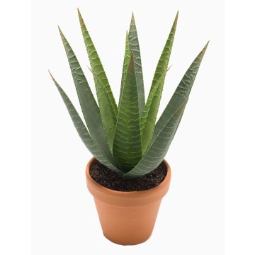 Artificial aloe variegata MARTINEZ, terracotta pot, green, 12"/30cm, Ø7"/17cm Artificial aloe variegata MARTINEZ, terracotta pot, green, 12"/30cm, Ø7"/17cm