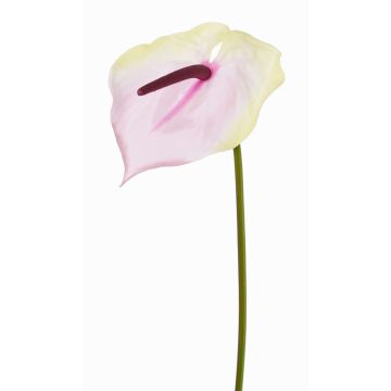 Fake flamingo flower MOIRA, cream-light pink, 30"/75cm, 5.1"x8"/13x20cm