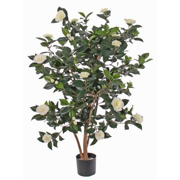 Artificial camellia japonica SENTA, real stems, flowers, cream, 4ft/135cm Artificial camellia japonica SENTA, real stems, flowers, cream, 4ft/135cm