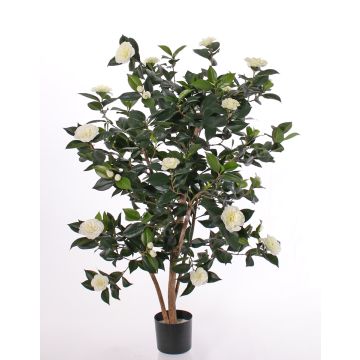 Artificial camellia japonica SENTA, real stems, flowers, cream, 4ft/135cm Artificial camellia japonica SENTA, real stems, flowers, cream, 4ft/135cm