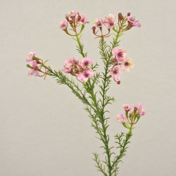 Artificial wax flower AISHA, light pink, 26"/65cm