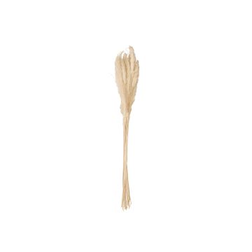 Dried pampas grass bunch CORNELIO, natural colour, 75cm
