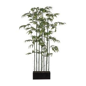 Decorative tree Bamboo (Phyllostachys), room divider ELKY in wooden box, natural stems, 3ftx24"x5ft/90x60x150cm Decorative tree Bamboo (Phyllostachys), room divider ELKY in wooden box, natural stems, 3ftx24"x5ft/90x60x150cm