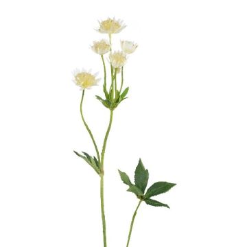Decorative branch, star-shaped umbel, GRUHEN, white-cream, 65cm