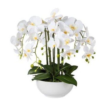 Plastic flower Phalaenopsis orchid KASDA, ceramic bowl, roots, white, 22"/55cm