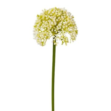 Decorative flower Allium FERKU, cream, 14"/35cm
