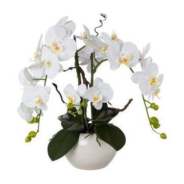 Artificial arrangement of orchid and corkscrew willow LULUDI, white ceramic pot, roots, white, 22"/55cm