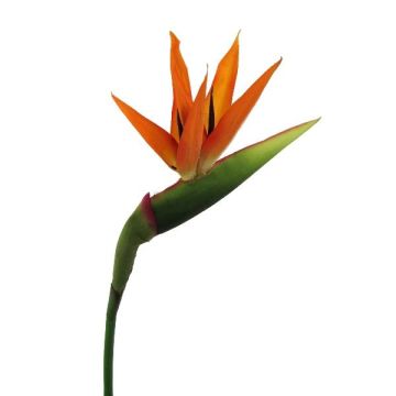 Decorative flower Strelitzia BARABE, orange-violet, 3ft/100cm Decorative flower Strelitzia BARABE, orange-violet, 3ft/100cm