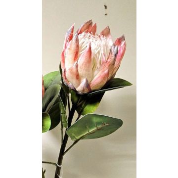 Decorative flower branch King protea TANIEKA, pink-white, 28"/70cm