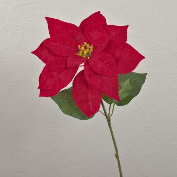 Velvet poinsettia LIBASSE, red, 20"/50cm