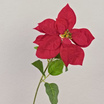 Velvet poinsettia LIBASSE, red, 26"/65cm