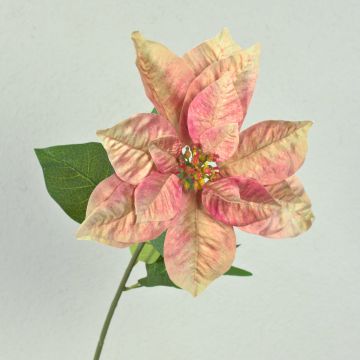 Velvet poinsettia LIBASSE, cream-pink, 26"/65cm