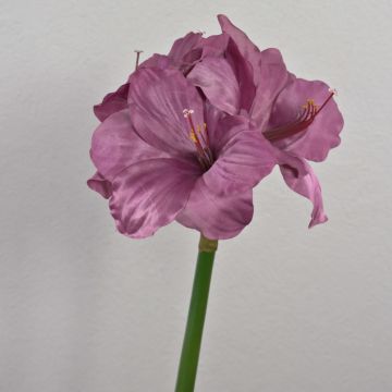 Decorative amaryllis MARKUNO, violet, 28"/70cm