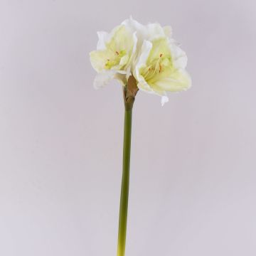 Decorative amaryllis MARKUNO, cream-white, 24"/60cm