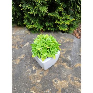 Decorative Echeveria macdougallii KATNISS, ceramic pot, green, 4.7"/12cm Decorative Echeveria macdougallii KATNISS, ceramic pot, green, 4.7"/12cm