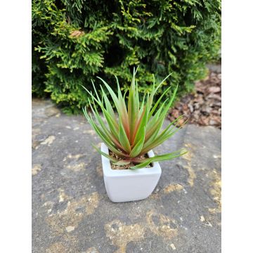 Decorative Agave decipiens KATNISS in ceramic pot, green-red, 7"/19cm