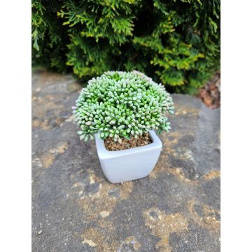 Decorative Sedum telephium KATNISS, ceramic pot, green, 5.5"/14cm Decorative Sedum telephium KATNISS, ceramic pot, green, 5.5"/14cm