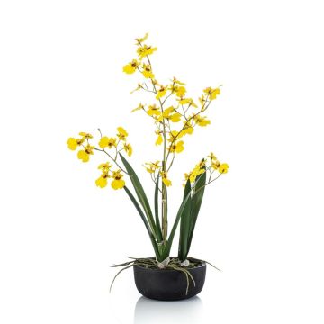 False Oncidium orchid DEISHA in decorative bowl, roots, yellow, 24"/60cm False Oncidium orchid DEISHA in decorative bowl, roots, yellow, 24"/60cm