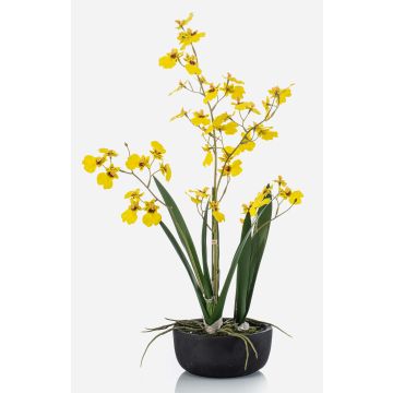 False Oncidium orchid DEISHA in decorative bowl, roots, yellow, 24"/60cm