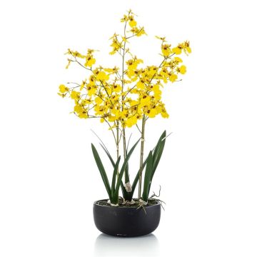 False Oncidium orchid DEISHA in decorative bowl, roots, yellow, 28"/70cm False Oncidium orchid DEISHA in decorative bowl, roots, yellow, 28"/70cm
