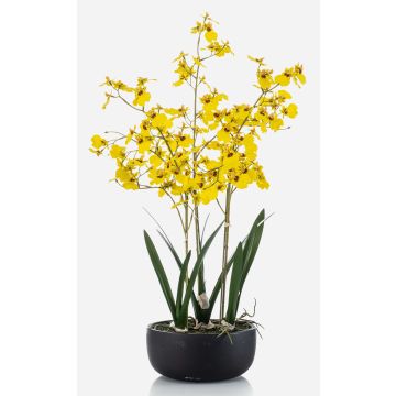 False Oncidium orchid DEISHA in decorative bowl, roots, yellow, 28"/70cm